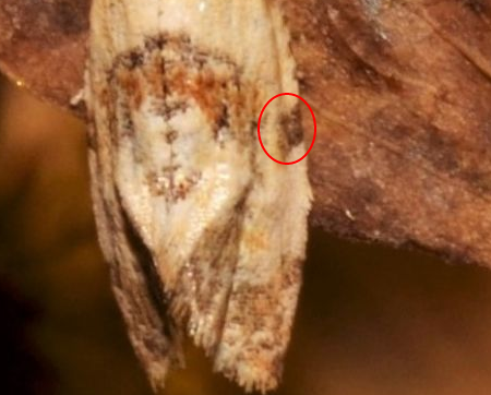 Phalonidia affinitana?